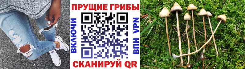 Купить закладки  Обоянь  Галлюциногенные грибы прущие грибы 